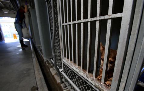 L.A. County officials order probe of conditions at animal shelters - Los Angeles Times