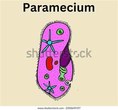 Paramecium Structure Diagram Biology Educational Purposes Stock Vector ...