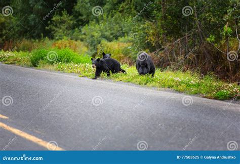 Black bear stock image. Image of forest, american, habitat - 77503625