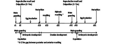 Sequence of reproductive activities during the moulting cycle in the... | Download Scientific ...