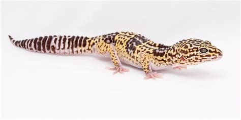 Iranian Fat-tailed Gecko | Smithsonian's National Zoo and Conservation Biology Institute