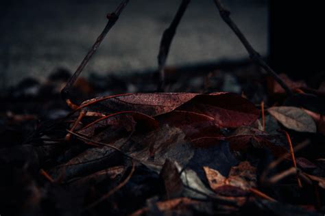 Close-Up Photography of Fallen Leaves · Free Stock Photo