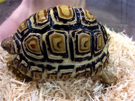 Baby leopard tortoise | Leopard tortoise, Baby leopard, Turtle