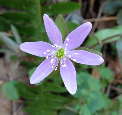 Smoky Mountains: Spring wildflowers | Spring wildflowers, Smoky mountains, Wild flowers