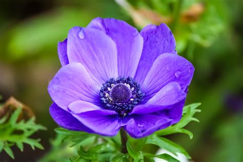 Anemone Flower Meaning and Symbolism – A to Z Flowers