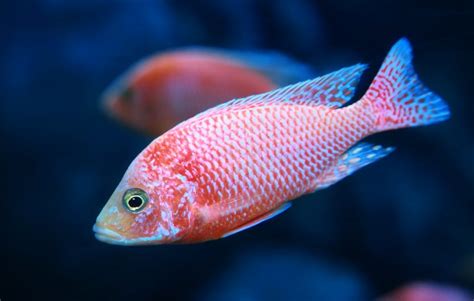 African Cichlid Guide | 21 Popular Types of African Cichlids - Fish ...