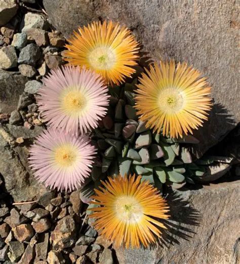 Ihlenfeldtia excavata - Succulent Guide