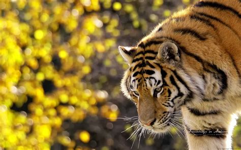 Wild Animals Wallpapers (57+ images)