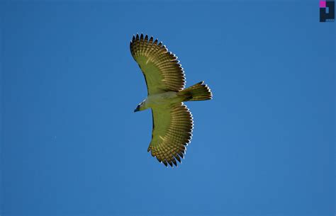 Philippine Eagle Flying