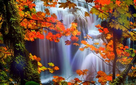 Attractions in dreams trees nature fall leaves beautiful waterfalls scenery love four seasons ...