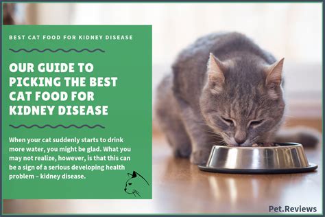 10 Best Commercial Cat Foods for Kidney Disease in 2019