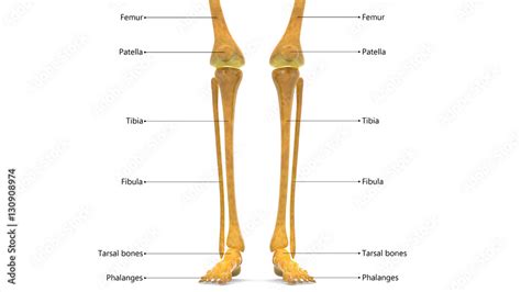 Tibia And Fibula Bones