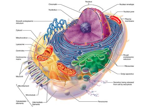 anatomy of the cell Diagram | Quizlet