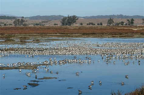 Designing Salt Marsh Conservation Strategies in Elkhorn Slough National Estuarine Research ...