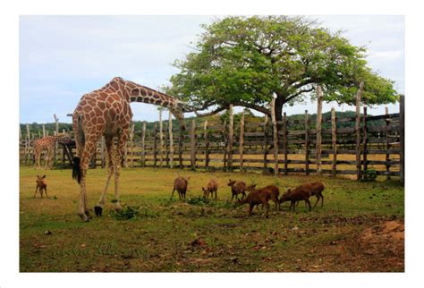 Calauit Island Wildlife Sanctuary in Palawan | Travel to the Philippines