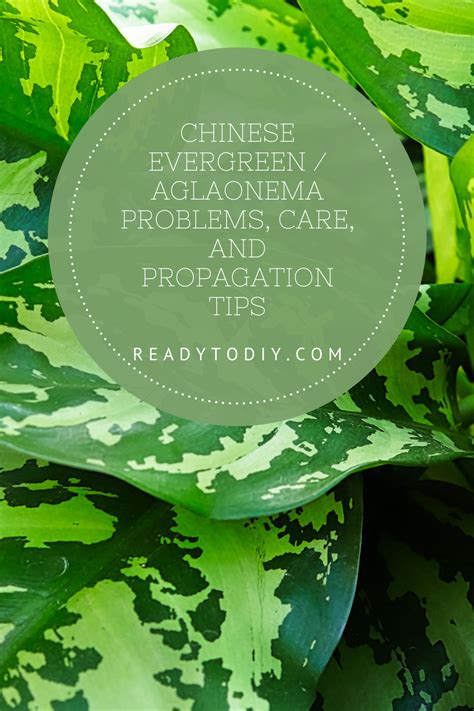 Chinese Evergreen/Aglaonema Problems, Care, and Propagation Tips in 2021 | House plant care ...