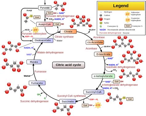 Biochemistry 08: the citric acid cycle and the electron transport chain