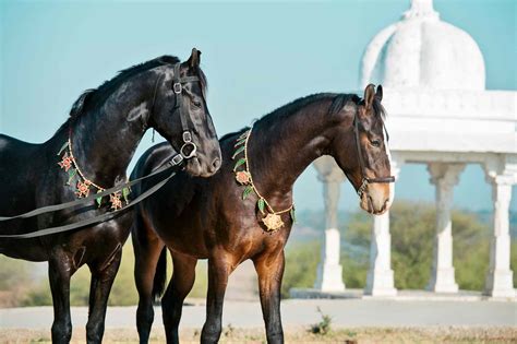 Marwari Horse — Full Profile, History, and Care