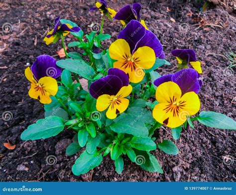 The First Spring Colorful Pansy in the Sunshine Stock Image - Image of elegance, petal: 139774007