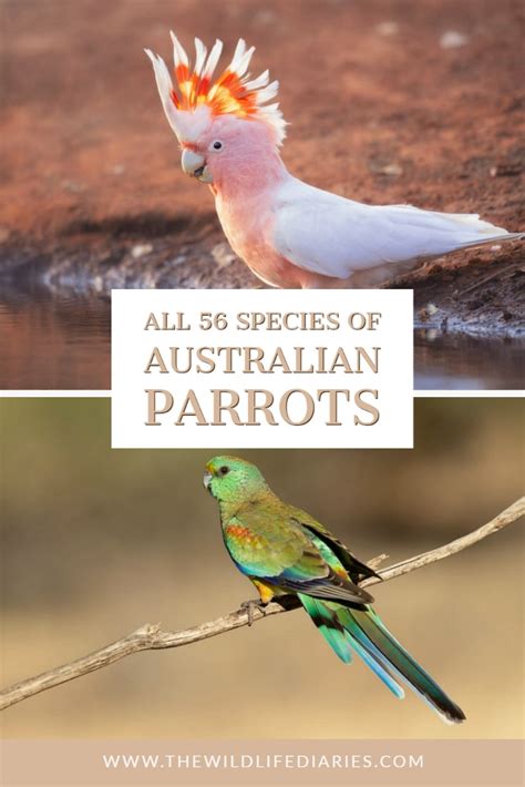 Australian Parrots: Guide to all 57 species of Parrots in Australia