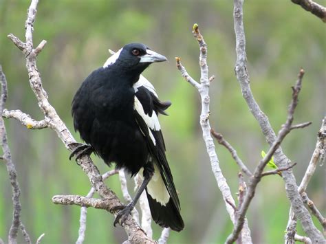 Free Images : branch, winter, black and white, wildlife, beak, fauna, vertebrate, blackbird ...