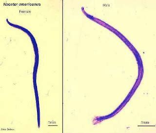 Necator americanus - Microbiology Lab Notes