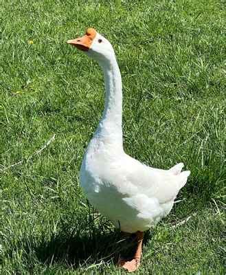 10 Domestic Goose Species & Geese Types