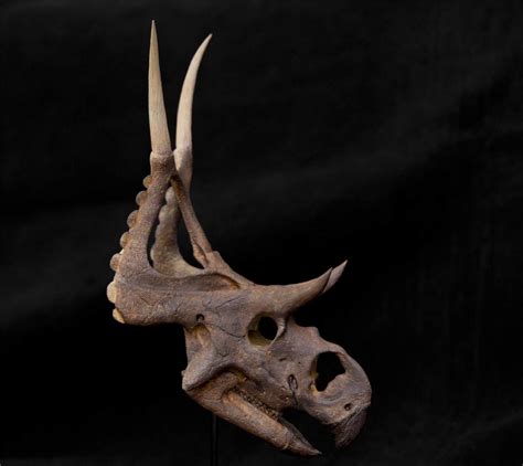 Diabloceratops Skull