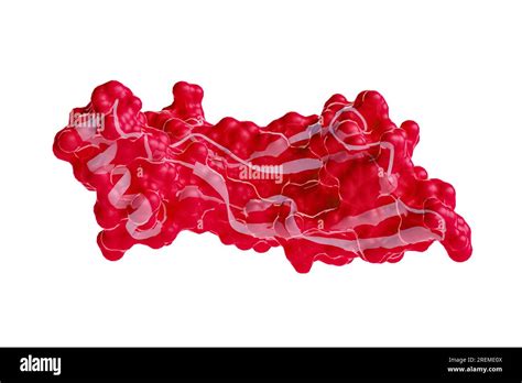 Illustration of human GDF15 (growth differentiation factor 15) protein showing molecular surface ...