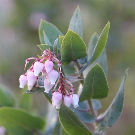 CA Native Garden: Manzanita Flowers