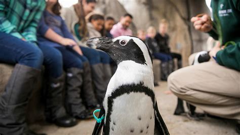 Lincoln Park Zoo Ending its ‘Meet an Animal’ Program | Chicago News | WTTW