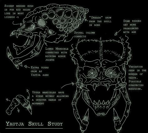 Yautja - Predator Skull Study by MacroRaptor on DeviantArt