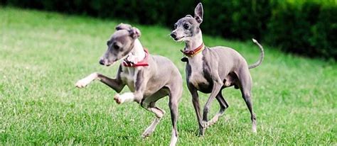 10 of the fastest dog breeds - Care.com Resources