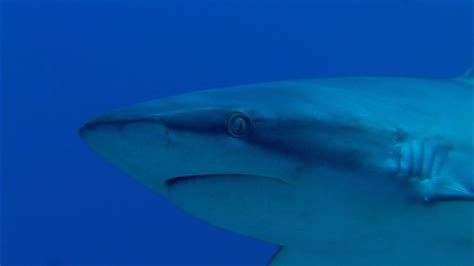 Sharks & Their Essential Roles in Coral Reefs | Britannica