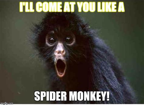 Spider monkey Memes - Imgflip