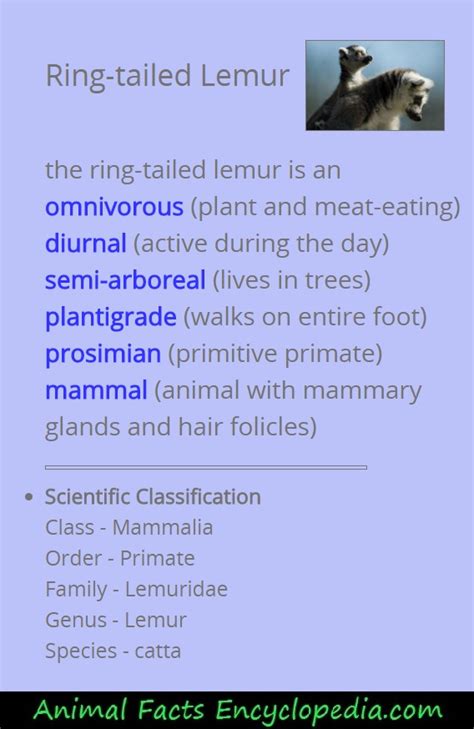 Lemur Facts - Animal Facts Encyclopedia