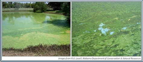 Planktonic Algae - Kentucky Department of Fish & Wildlife