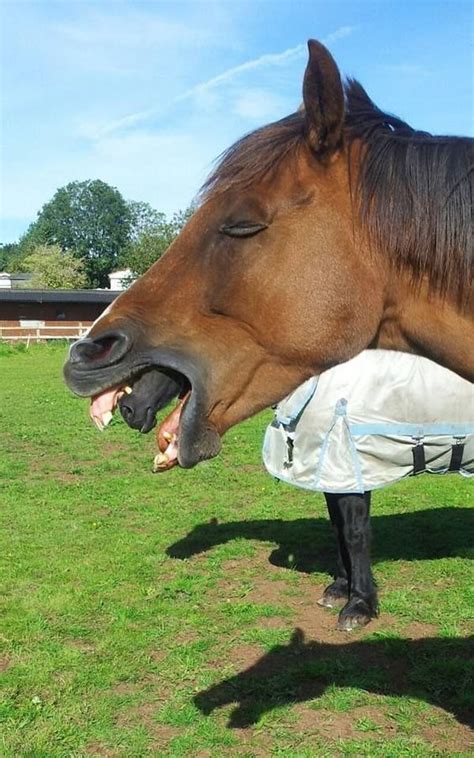 Funny Horse Photobombing another Horse | Lustige bilder von tieren, Lustiges pferd, Lustige ...