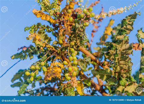 Detail of Frankincense Tree (Boswellia Sacra) Near Salalah, Om Stock Photo - Image of east ...