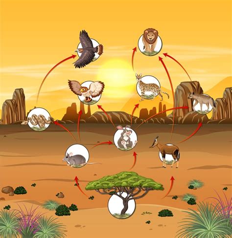 Desert Food Chain and food web - Science A Plus | Food web, Food chain, Desert ecosystem