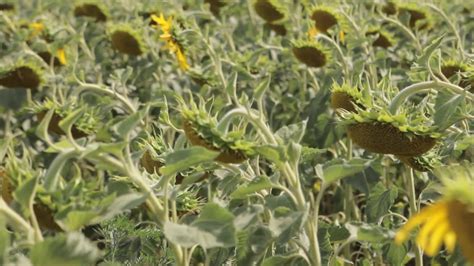 The Sunflower Field in Ukraine. Stock Footage Video (100% Royalty-free ...