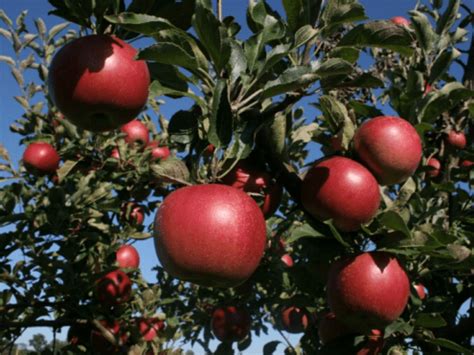 sección Carretilla ellos manzana de agua china Nervio Descarte tenedor