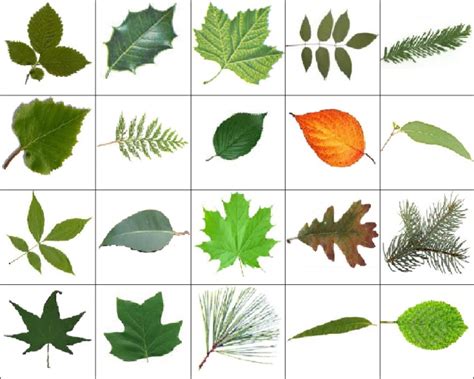 Different Trees and Their Names | Leaves! (images) Quiz - By 12bball | Plant leaves, Trees to ...