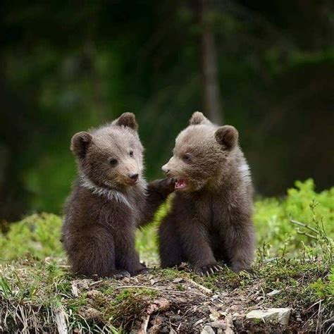 Pin on OG BEAR | Cute animals, Cute animal pictures, Cute baby animals