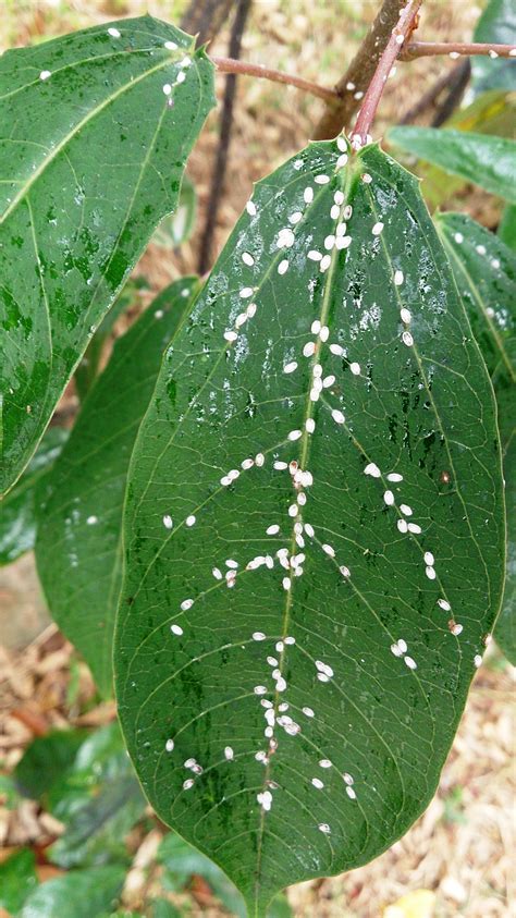 White_scale_insects Mokkie – Bugs In Our Backyard