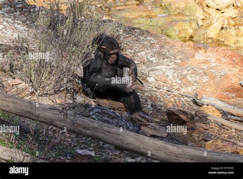 Chimpanzee in natural habitat Stock Photo - Alamy