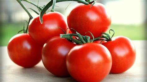 Campari Tomato Plant Care — A Definitive Guide