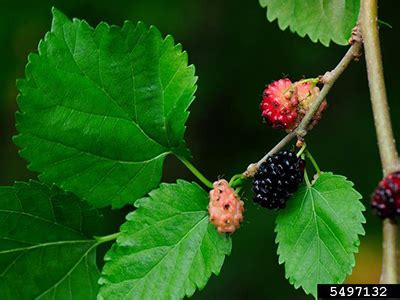 Mulberry - University of Florida, Institute of Food and Agricultural Sciences