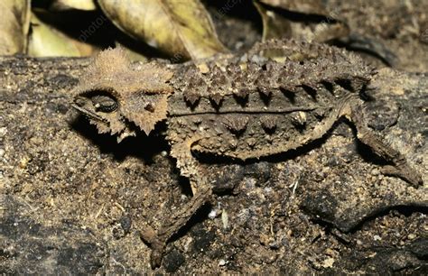 Armoured leaf chameleon - Stock Image - C010/3178 - Science Photo Library