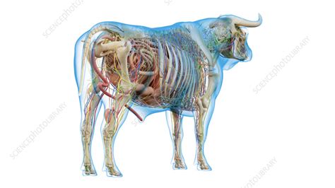 Cattle anatomy, illustration - Stock Image - F035/5221 - Science Photo Library